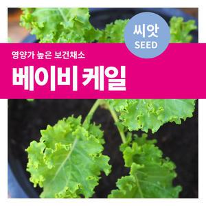베이비케일 10g 샐러드채소 씨앗 텃밭만들기
