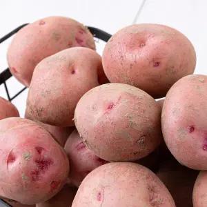 GAP인증 국내산 포슬포슬 카스테라 홍감자 10kg (중소)