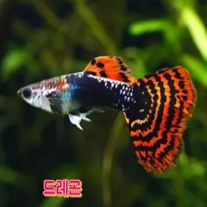 초보구피10마리