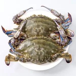 당일조업 수율보장 서해안 활숫꽃게 활꽃게 3kg 9-15미