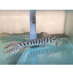 [신세계수족관] 타이거 쇼벨 캣 피쉬 13cm 1마리