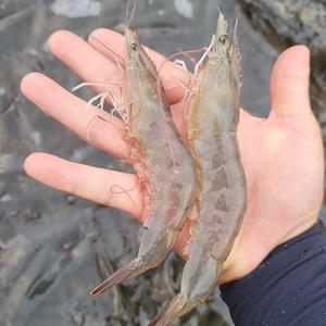 [천사푸드] 25년 신안 활 흰다리 새우 1kg 30미 내외