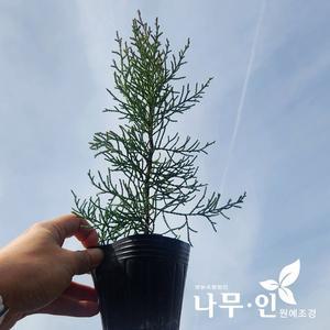 [나무인]블루아이스 엘사트리  포트묘  2개