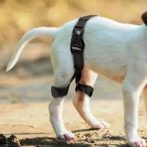 [골드스마일]고관절 보호대 강아지 벨트 S 애완동물 보호장비