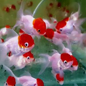 [신세계수족관] 단정 금붕어 5~6cm 1마리