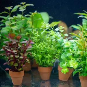 다양한 종류의 수족관 자연수초포트 모음전