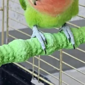 [아우트]횟대 발톱 부리갈이 랜덤 중