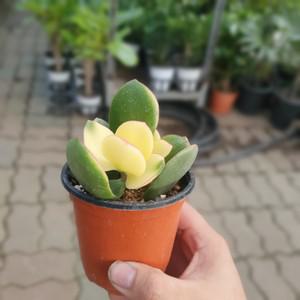황금염좌 소품 다육식물 10~25cm 25