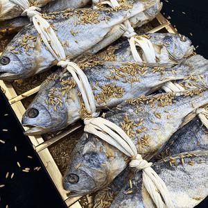영광법성포 보리굴비(가정용)-대10마리 약31cm내외-개별진공-