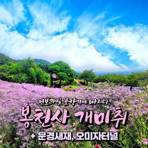 [경북] 문경 봉천사 개미취축제(연보라빛 가을여행)+문경새재+오미자테마터널 당일여행 / 서울경기出