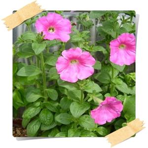 페추니아/페튜니아/Petunia/봄화단/24포트분/꽃모종/판매시기 확인후 구매