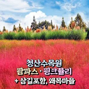 [충남] 태안 청산수목원 가을여행(팜파스/핑크뮬리)+서산 삼길포항+당진 왜목마을 당일여행 / 서울경기出