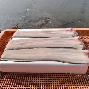 [지투지샵]국내산 통영 바다장어 2kg