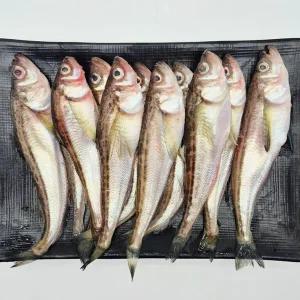 [하루3식] 동해안 도루묵 500g (급냉)