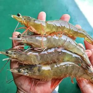 [신안] 제철 활 흰다리새우 1kg 35마리내외 왕새우