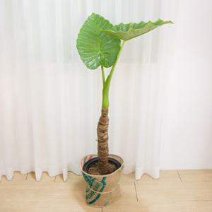 갑조네 알로카시아(특대품) 개별배 송