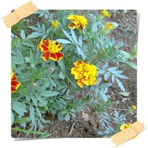 메리골드/Marigold/천수국/24포트묶음/꽃모종/화단/초화/정원/조경/가로화분