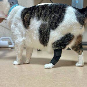 강아지 슬개골 보호대 중형 애완견 관절보호대 반려동물 지지대