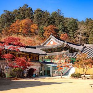 [1박2일] 강원도 평창/강릉/속초/양양 BIG4 가을 명소 (월정사, 안목해변 커피, 바다부채길, 설악산 단풍, 영금정)