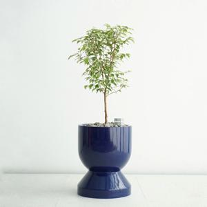 무늬 벤자민 딥블루 GB-2 생일선물 승진 축하화분 모던인테리어 감성화분