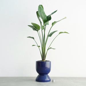 여인초 딥블루 GB2 중형 개업화분 거실 반려식물 대형식물