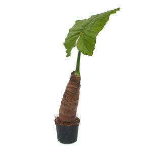 알로카시아 실내 공기정화 반려 소형 모종 식물 키우기