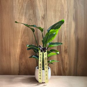 극락조 여인초 개업 승진 축하 화분 집들이 선물 카페 인테리어 공기정화 식물