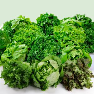 유러피안샐러드 채소 1kg(3~6종) 무농약인증. 국내산 당일 수확.