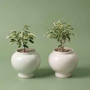 무늬벤자민 달항아리 화분 식물 분갈이 완제품 인테리어 도자기 화분 행운 재물운 복