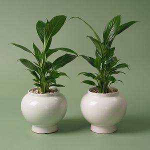 스파티필름 달항아리 화분 식물 분갈이 완제품 인테리어 도자기 화분 행운 재물운 복