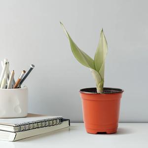 산세베리아 문샤인 다육이 키우기쉬운 집들이 선물 성공 번창 개업 공기정화식물