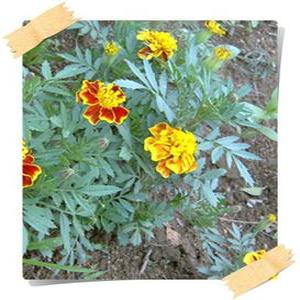 메리골드/Marigold/천수국/24포트묶음/꽃모종/화단/초화/정원/조경/가로화분