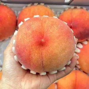 감곡 음성 햇사레 복숭아 2kg 6-8과 특대과 황도 복숭아 햇사래 복숭아 햇사레 감곡복숭아 반 말랑이복숭아