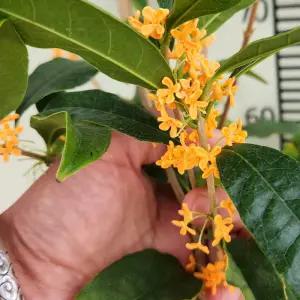 금목서 나무 묘목 화분묘 가을 만리향 향기 정원수 조경수 (목하원예조경)