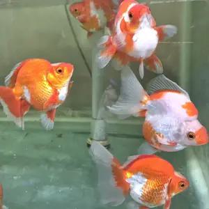 [신세계수족관] 레드 앤 화이트 유금 10cm