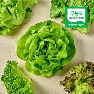 무농약 유럽 샐러드 채소 유러피안 쌈채소 2kg