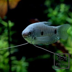 관상어 열대어 구라미 / 마블 블루 구라미 [2마리]