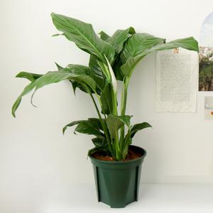 갑조네 스파티필름(미니중품)