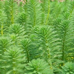 [신세계수족관] 후경수초 미리오필리움 10촉