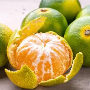 제주도 서귀포감귤 노지 극조생 고당도 당도높은 귤 한박스