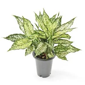 스노우사파이어 중품