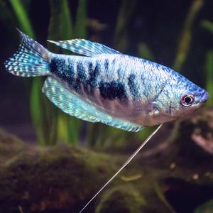 [서진열대어] 구라미과- 블루마블구라미 6~7cm 2마리