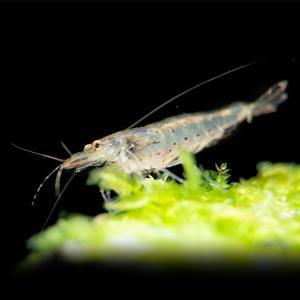 나나아쿠아 열대어 야마토새우 2마리