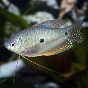 나나아쿠아 열대어 마블 블루 구라미 2마리