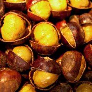 잘 까지는 촉촉한 군밤용 포르단밤 대 2kg