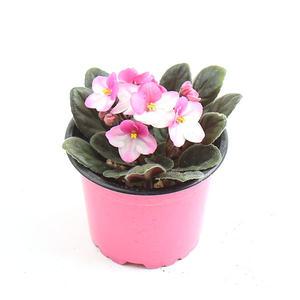 갑조네 바이올렛(랜덤) 꽃모음전 무료배 송