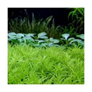 림노필라sp 베트남 (10촉) 전경수초