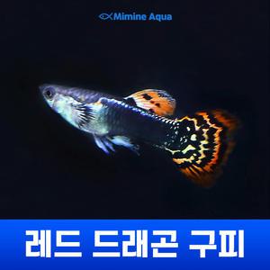 레드 드래곤 구피 5마리