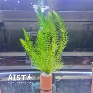 포트수초 붕어마름(5촉) 1포트