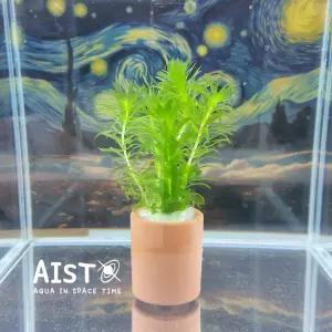 포트수초(아나카리스) 1개